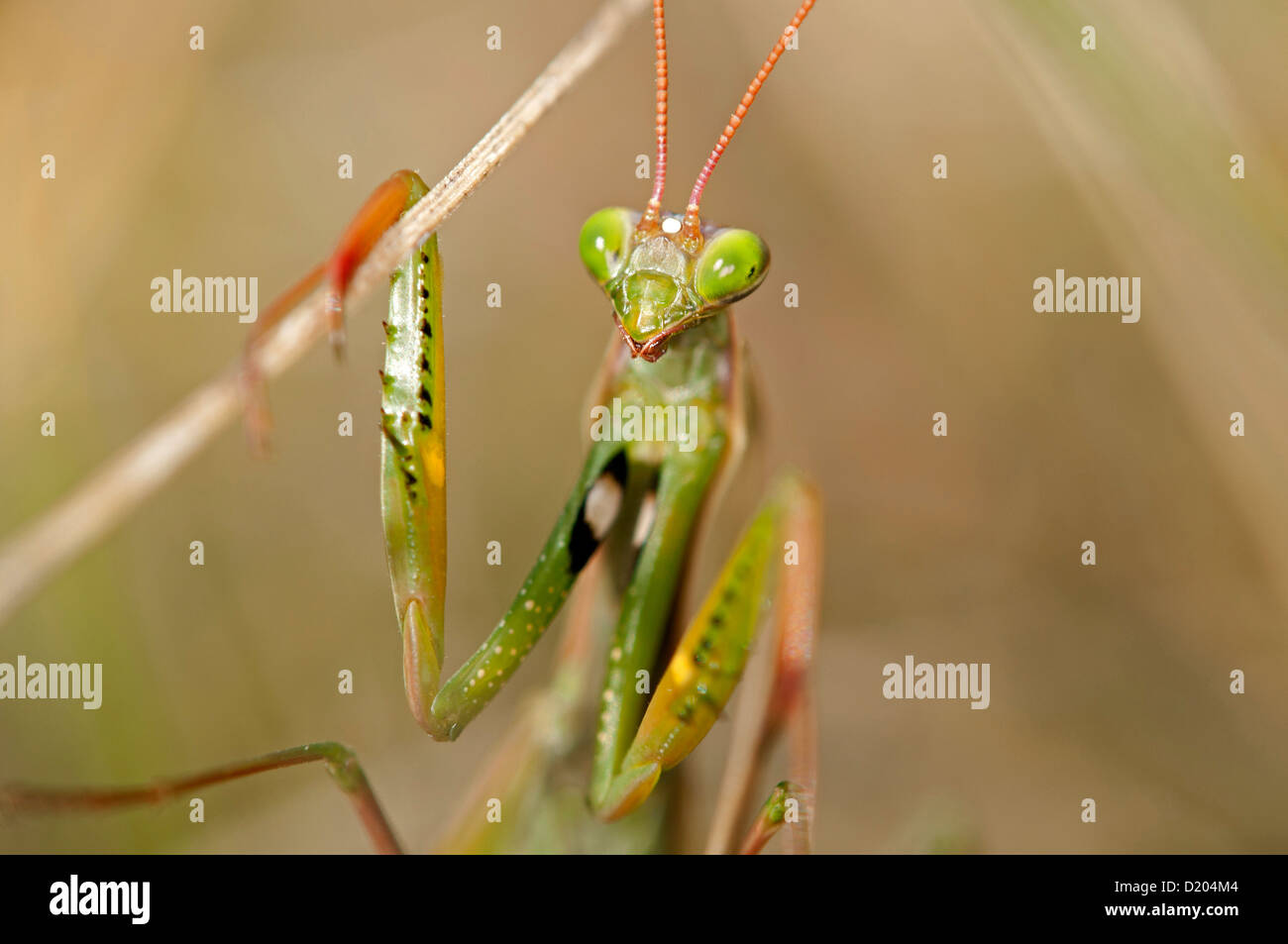 Mantis, mantis religiosa Foto de stock