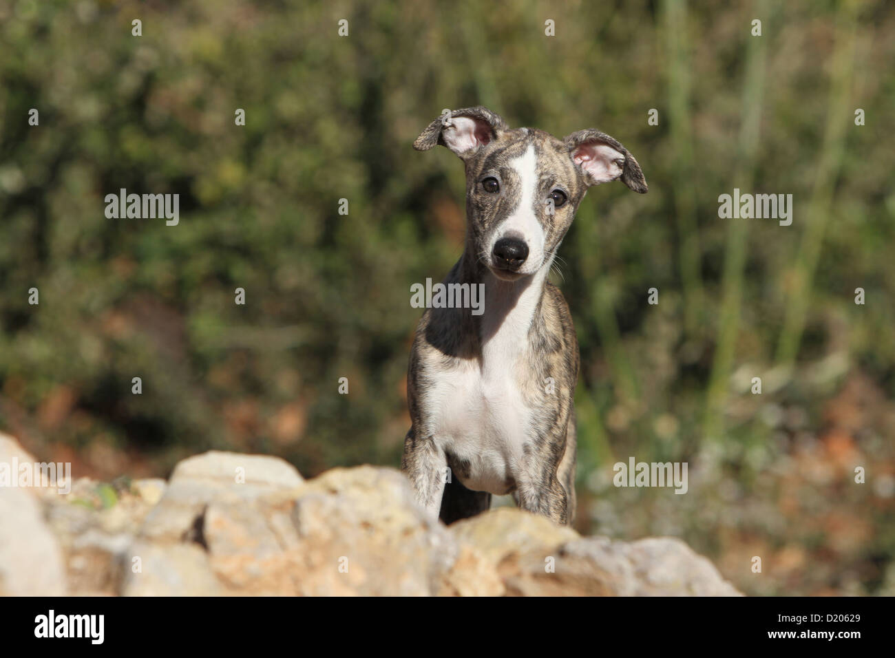Perro Whippet (Spanish Greyhound miniatura) cachorro de pie detrás de las  rocas Fotografía de stock - Alamy