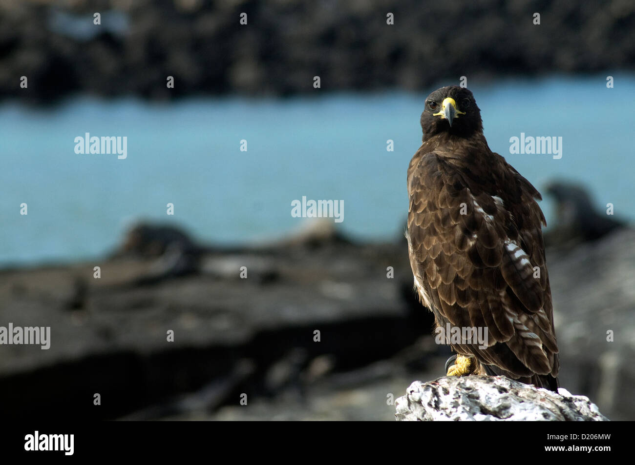 Un halcón de Galápagos endémicas [Buteo galapagoensis], un raptor y, observados por Darwin en 1845, galápagos' sólo depredador natural Foto de stock