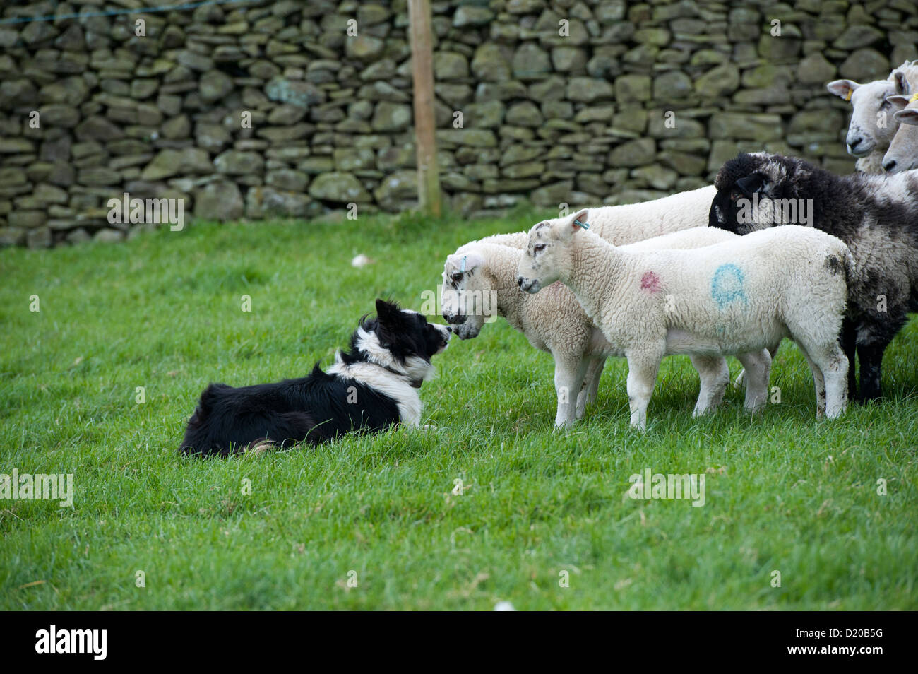 Los corderos sniffing en Border Collie ovejero. Foto de stock