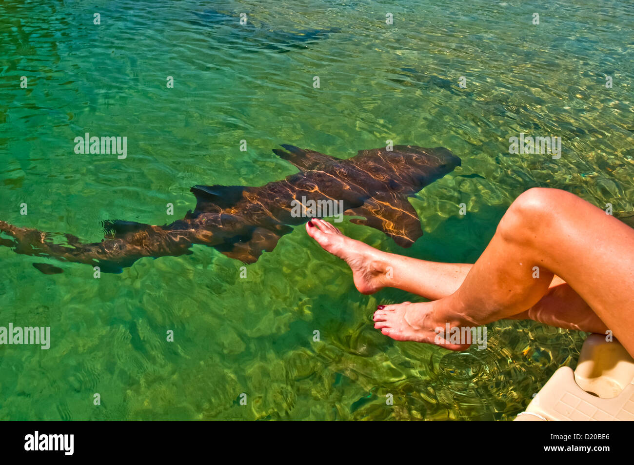 Mujer sosteniendo los pies justo encima del tiburón nadando en el Dolphin Cove atracción turística Ocho Rios Foto de stock