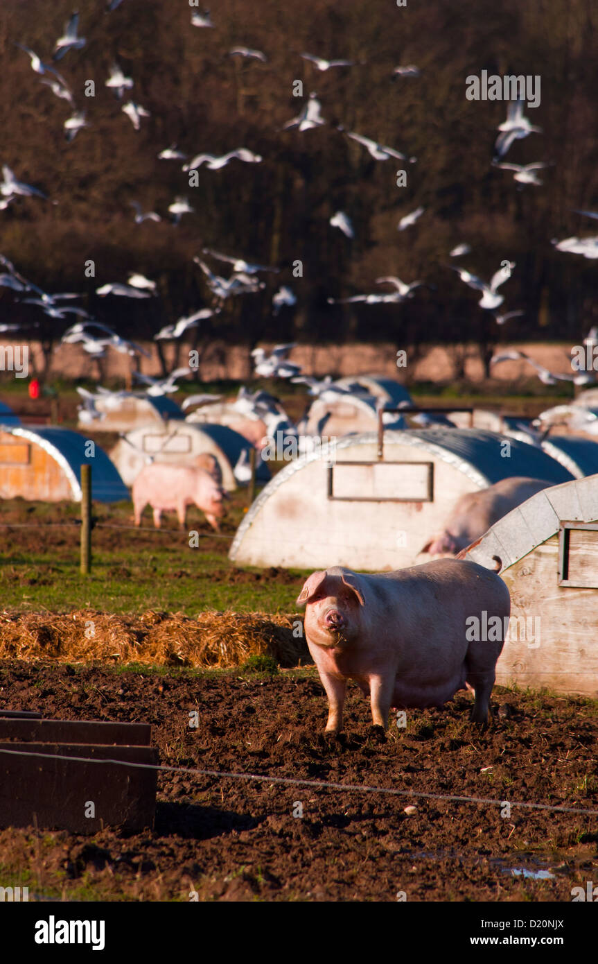 Gran campo de cerdos y arcas en granjas porcinas de rango gratis Foto de stock