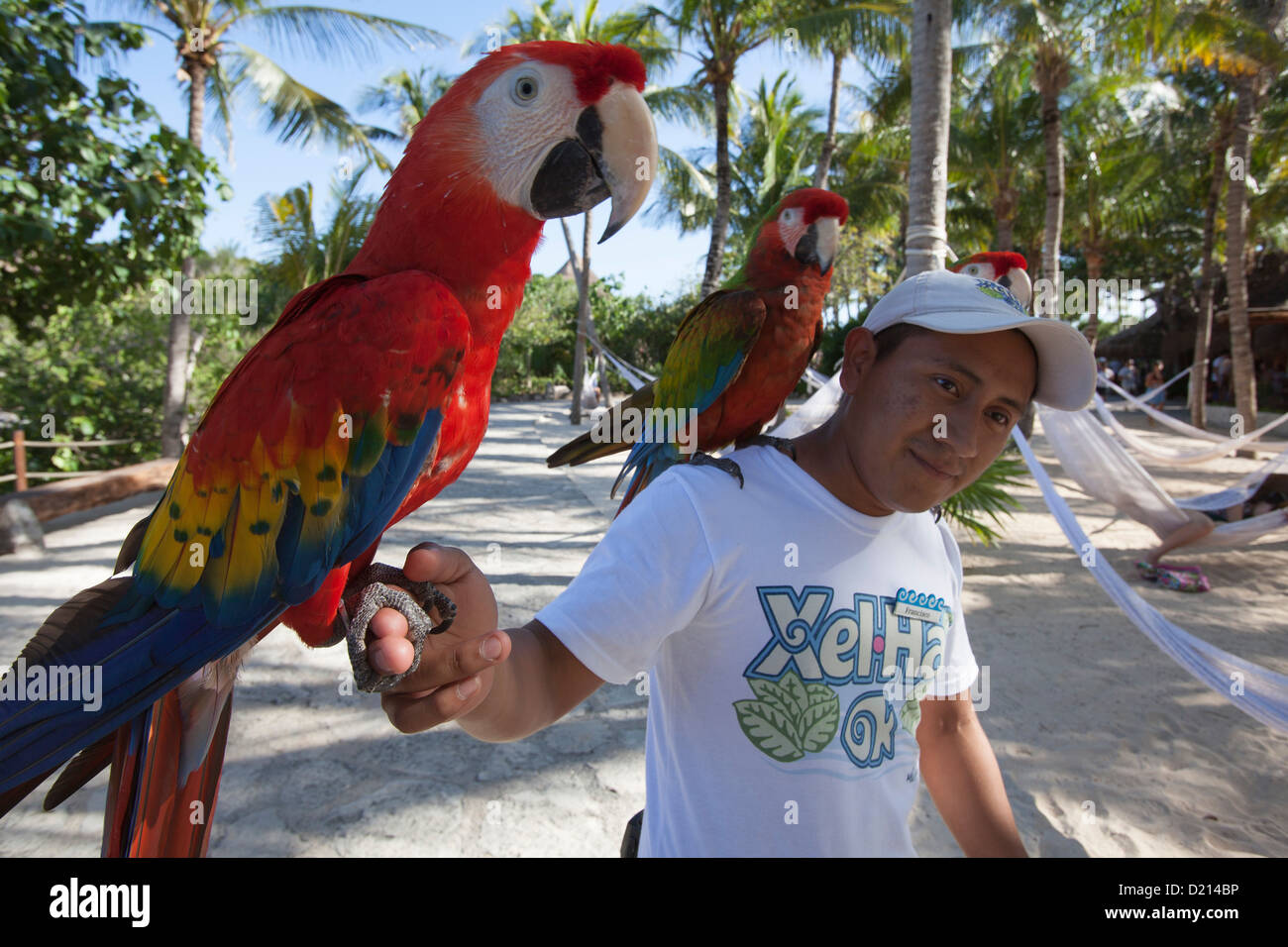 Hombre con Scarlet Macaw, Ara macao, Loros en el Parque Acuático Xel-Há, Tulum, Riviera Maya, Quintana Roo, México. Foto de stock