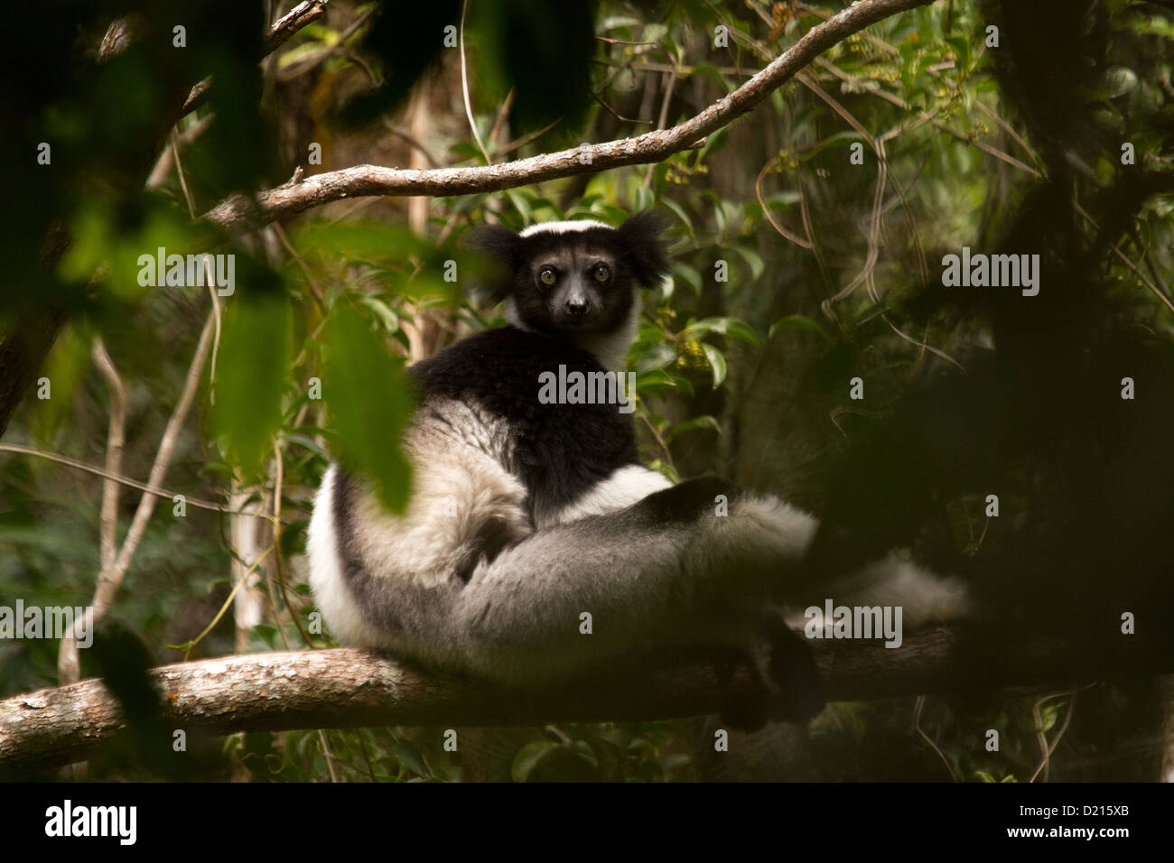 Indri (indri indri) mirando a través de la selva Foto de stock
