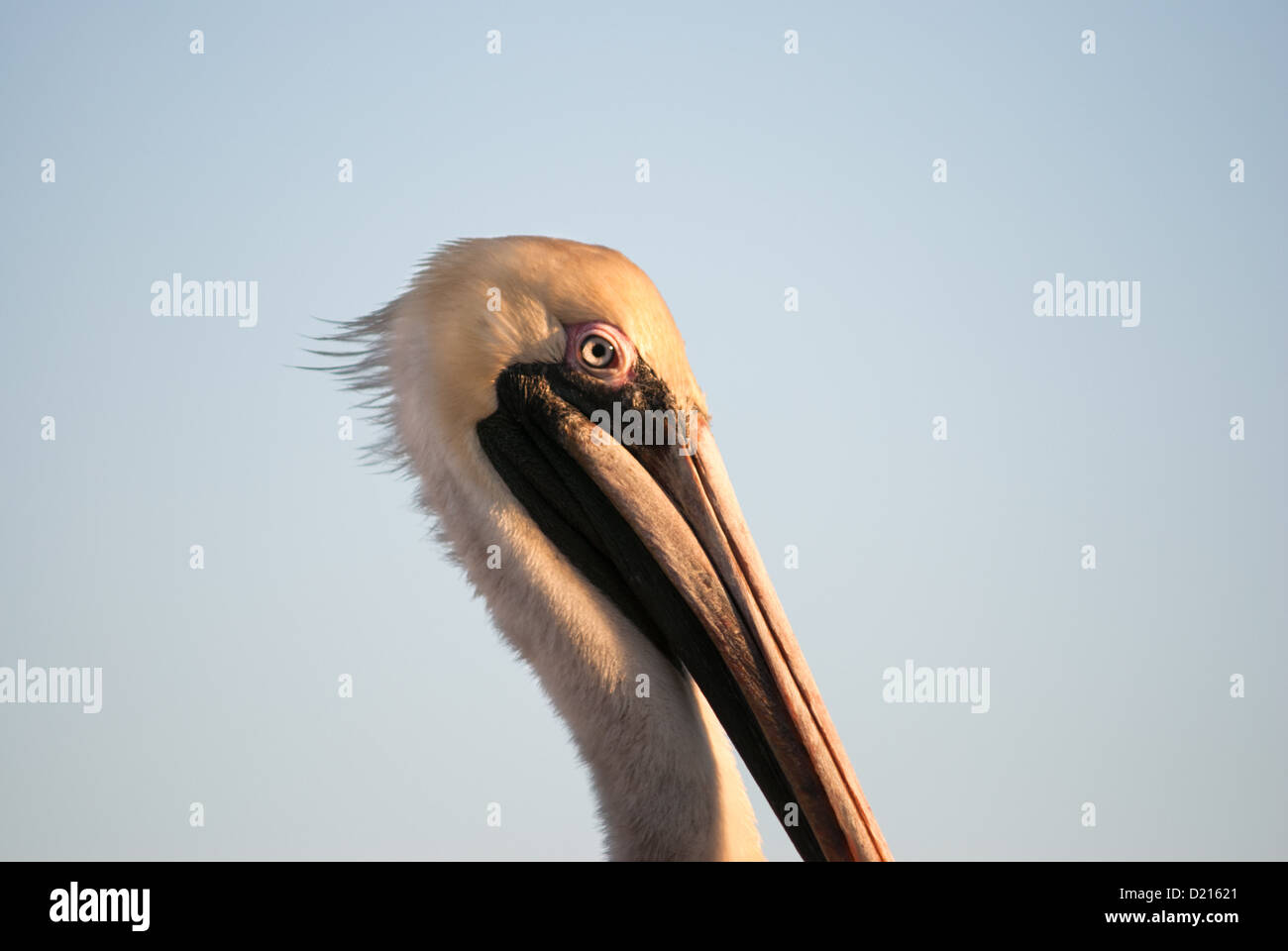 Pelican marrón Foto de stock