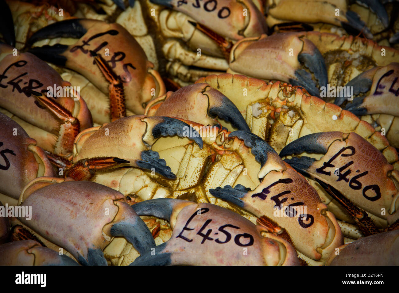 Los cangrejos recién capturados con los precios de venta Foto de stock