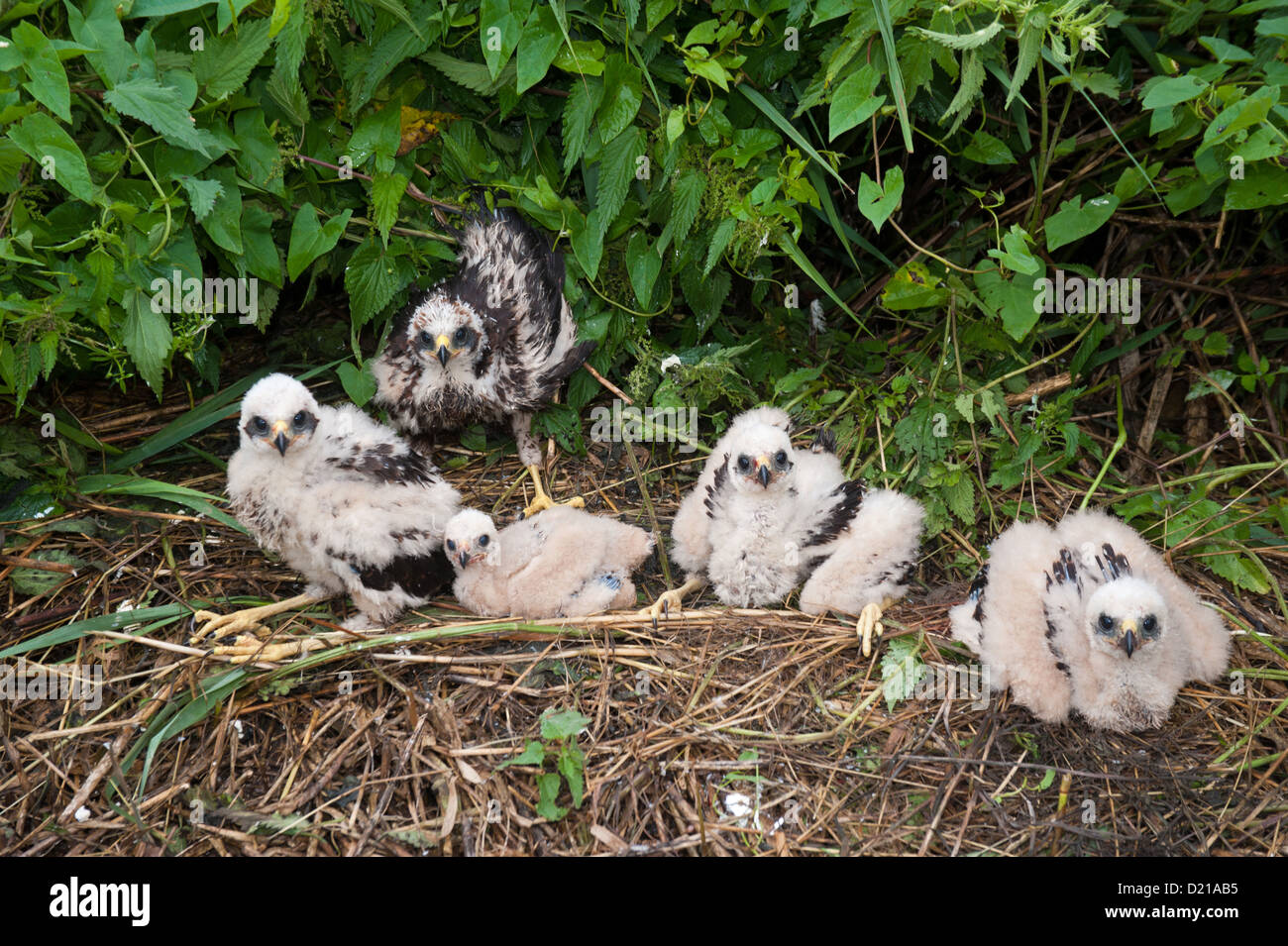 Rohrweihe, Kueken (Circus aeruginosus aguilucho lagunero occidental), polluelos • Bayern, Deutschland Foto de stock