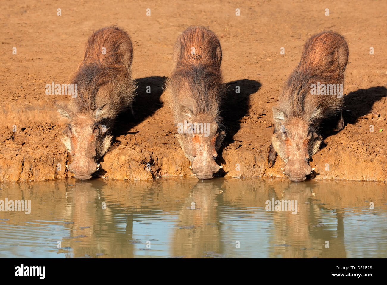 Una familia de facóqueros (Phacochoerus africanus) agua potable, Mkuze Game Reserve, Sudáfrica Foto de stock