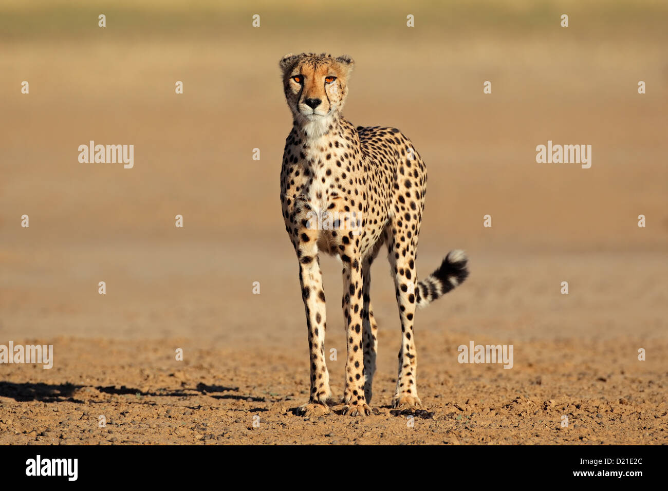 Alerta guepardo (Acinonyx jubatus), el desierto de Kalahari, Sudáfrica Foto de stock