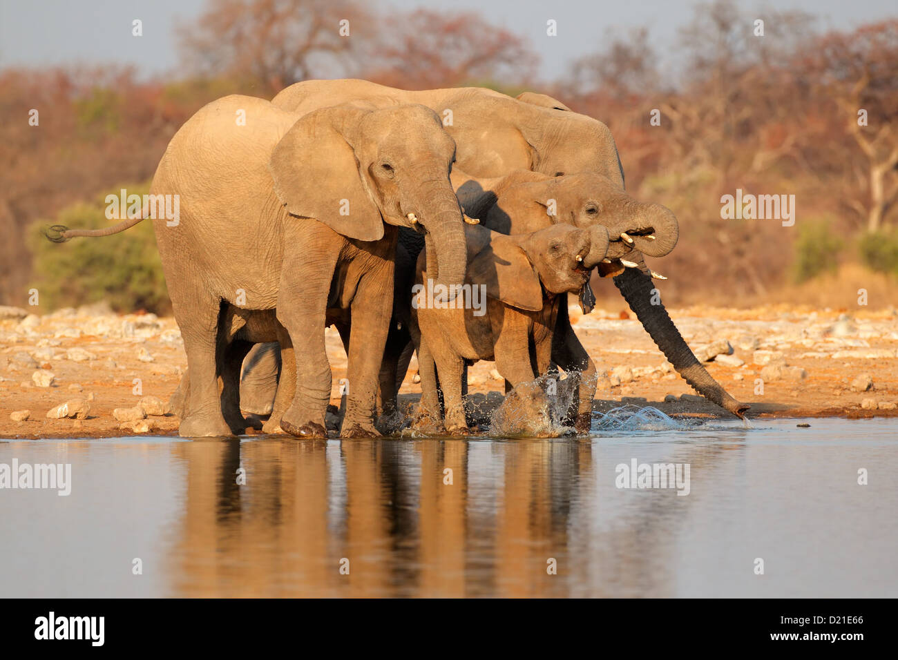 El elefante africano (Loxodonta africana), el agua potable, el Parque Nacional de Etosha, Namibia Foto de stock