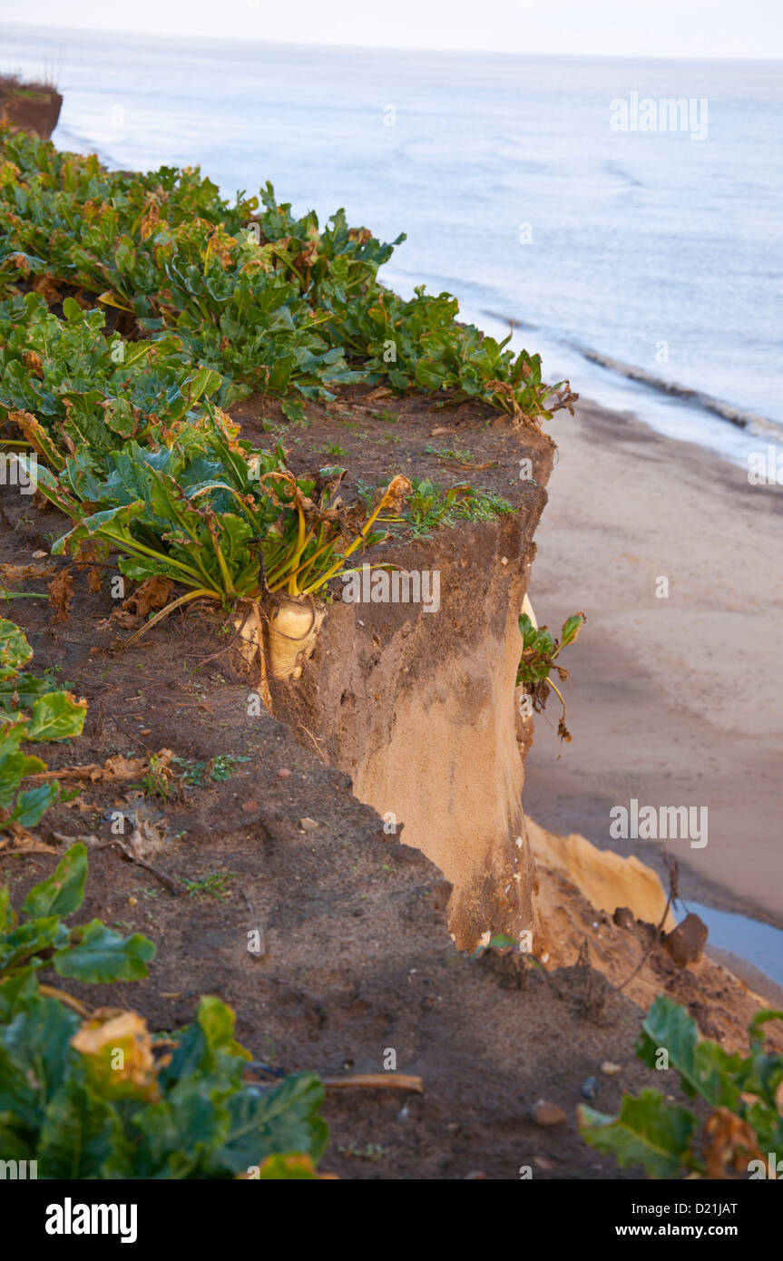 Campo agrícola de tierras con cultivos que ha perdido a la erosión costera Foto de stock