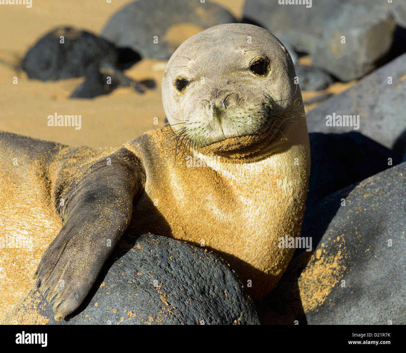 Foca monje hawaiana fotografías e imágenes de alta resolución - Alamy