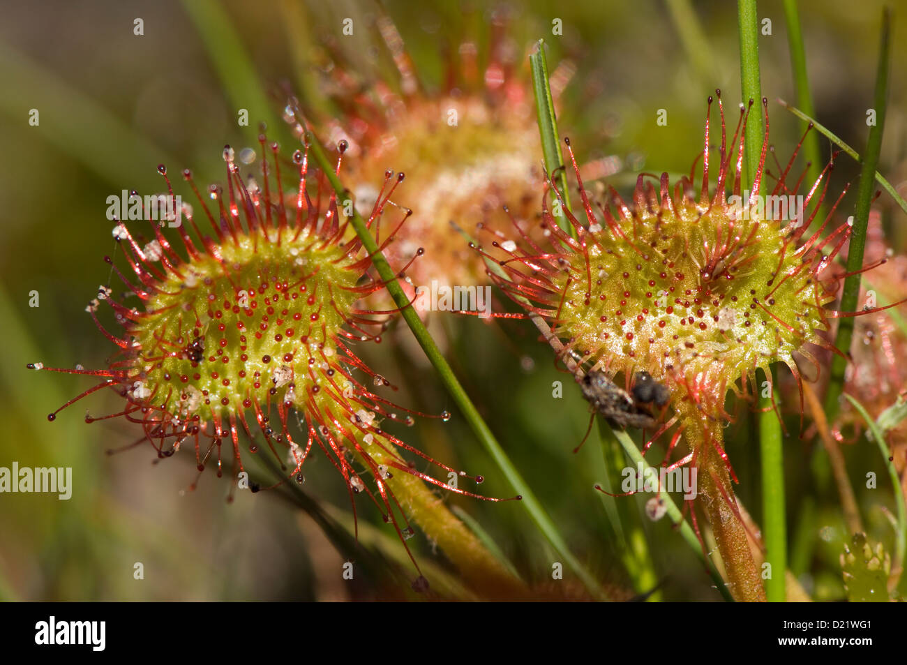 Sundew planta carnívora close-up Foto de stock