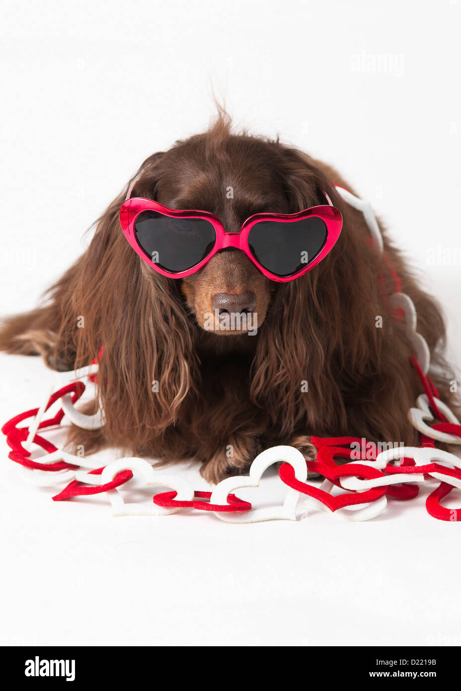 Perro de San Valentín usando gafas de corazón Foto de stock