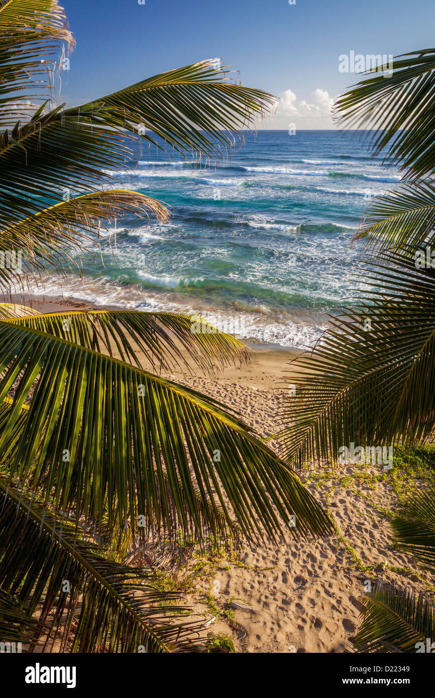 Isabel beach fotografías e imágenes de alta resolución - Alamy Isabel beach fotografías e imágenes de alta resolución - Alamy