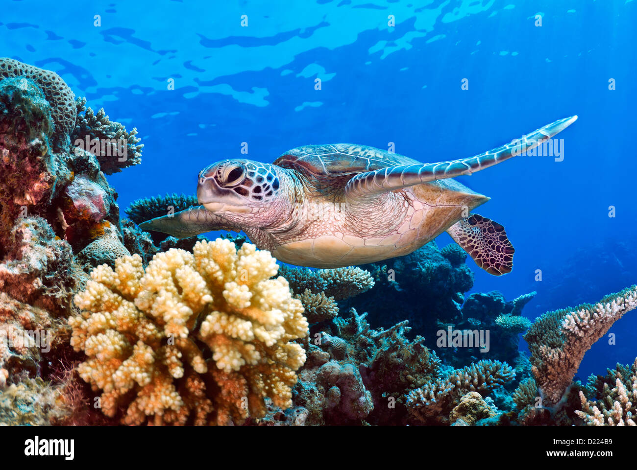 Tortuga verde Chelonia mydas nadando sobre un arrecife de coral, Mar del Coral, Gran Barrera de Coral, el Océano Pacífico, Queensland, Australia Foto de stock