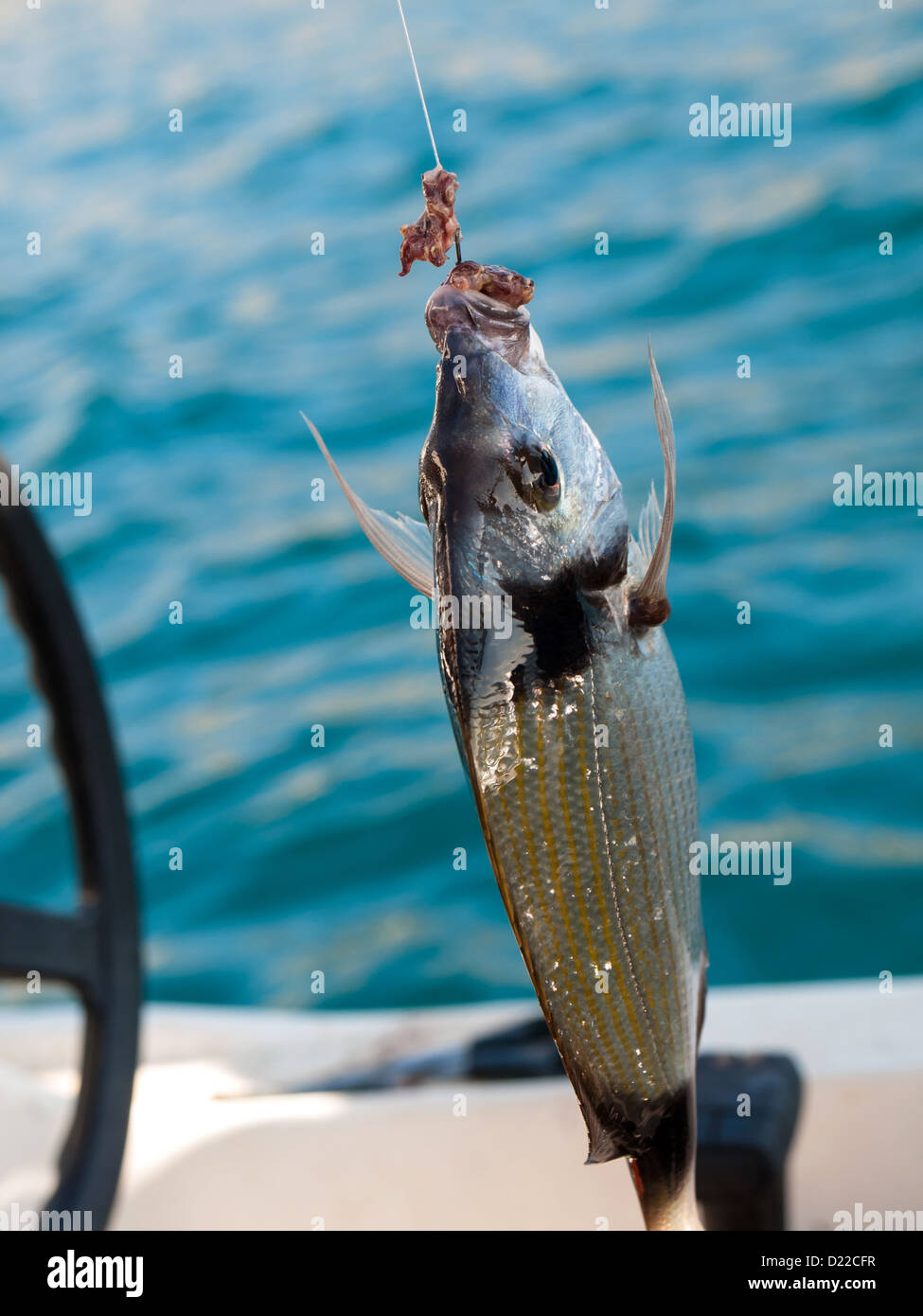 Los peces en el anzuelo con carnada Fotografía de stock - Alamy