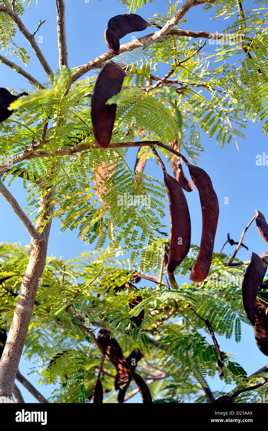 flamboyant tree seeds fotografías e imágenes de alta resolución alamy