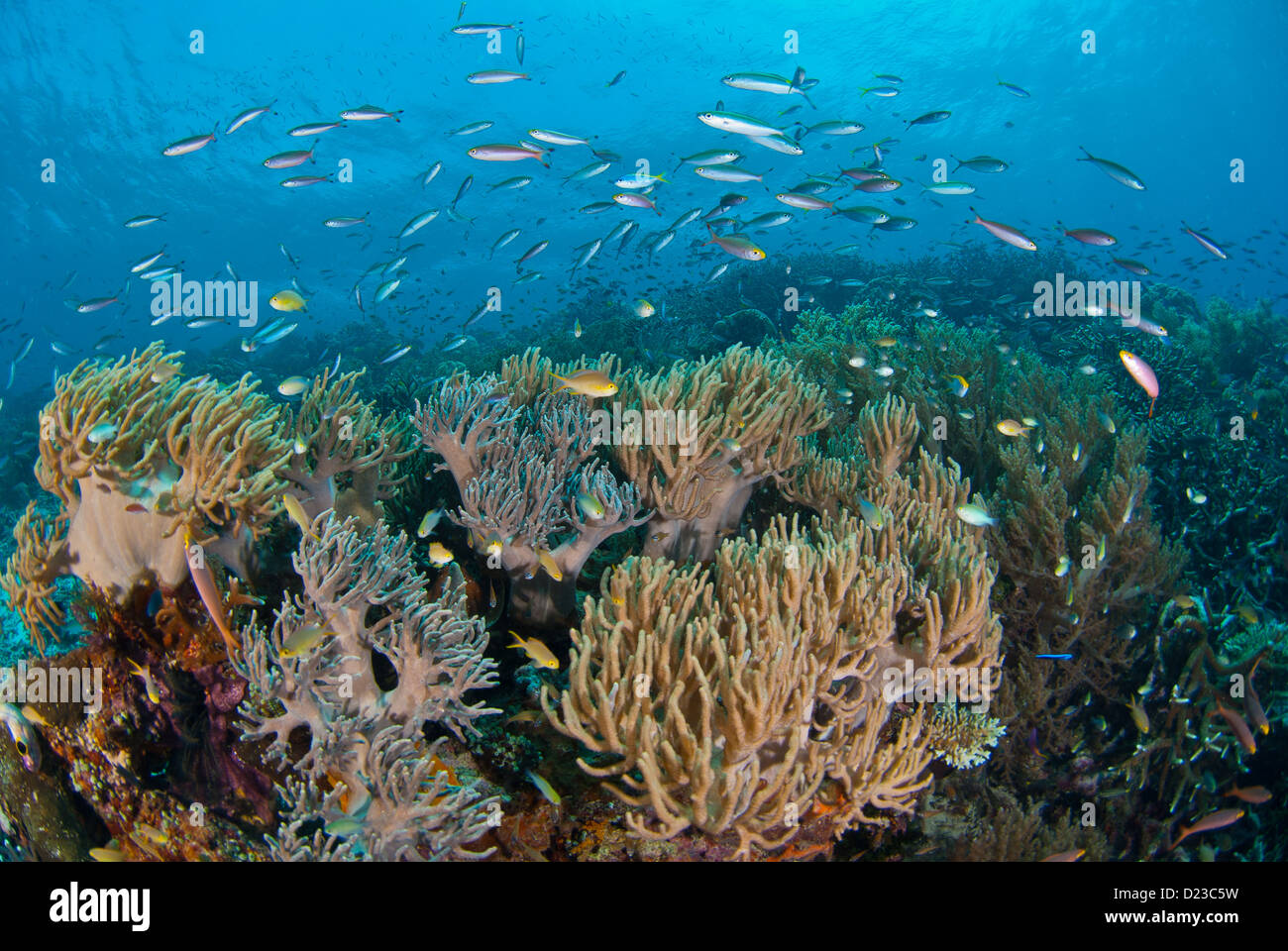Una muy saludable y prístinos arrecifes de coral con muchos pequeños peces de coral, el azul claro del agua en el área superficial de los sitios de buceo Foto de stock