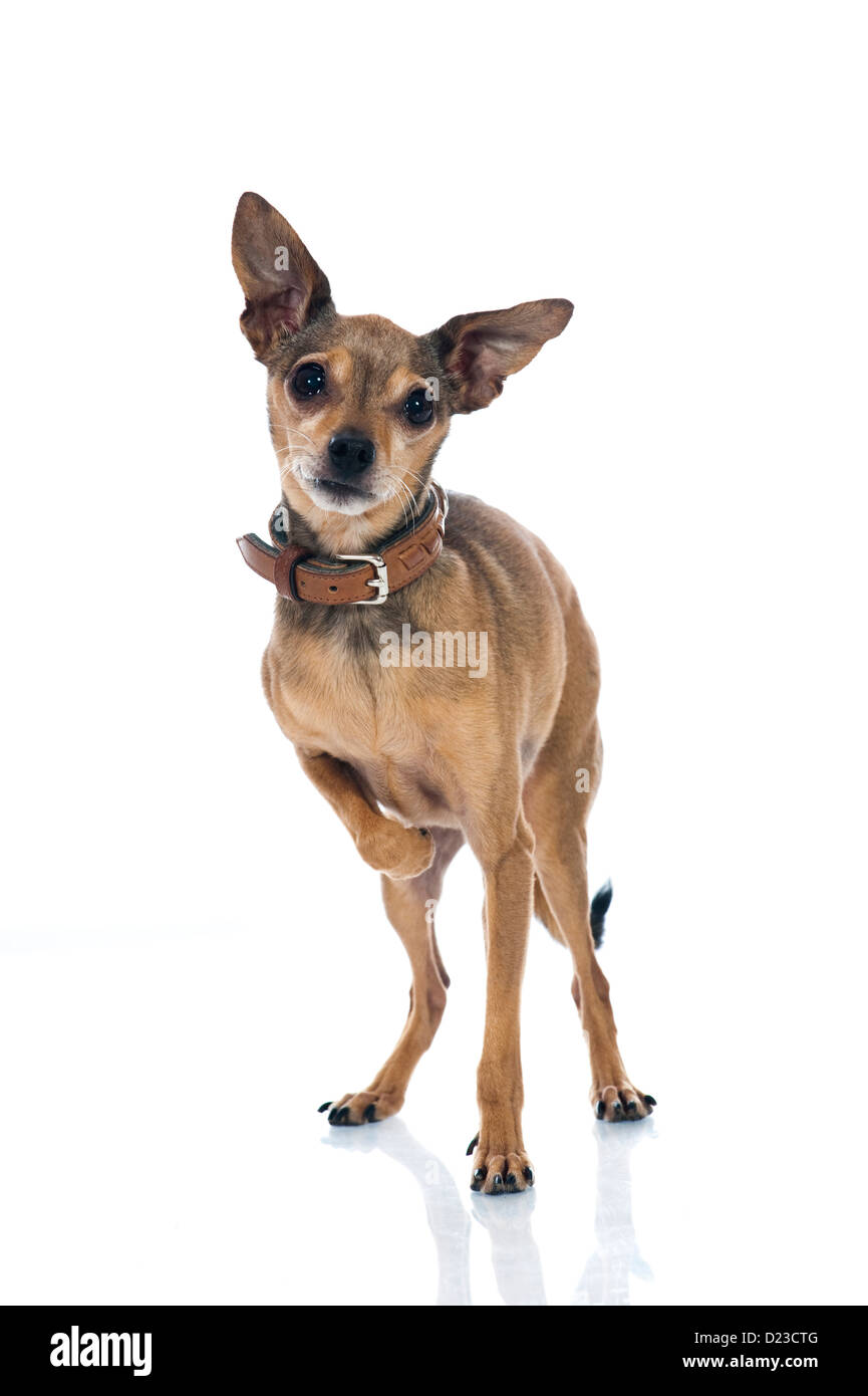 Perro de raza mixta aislado en blanco Foto de stock