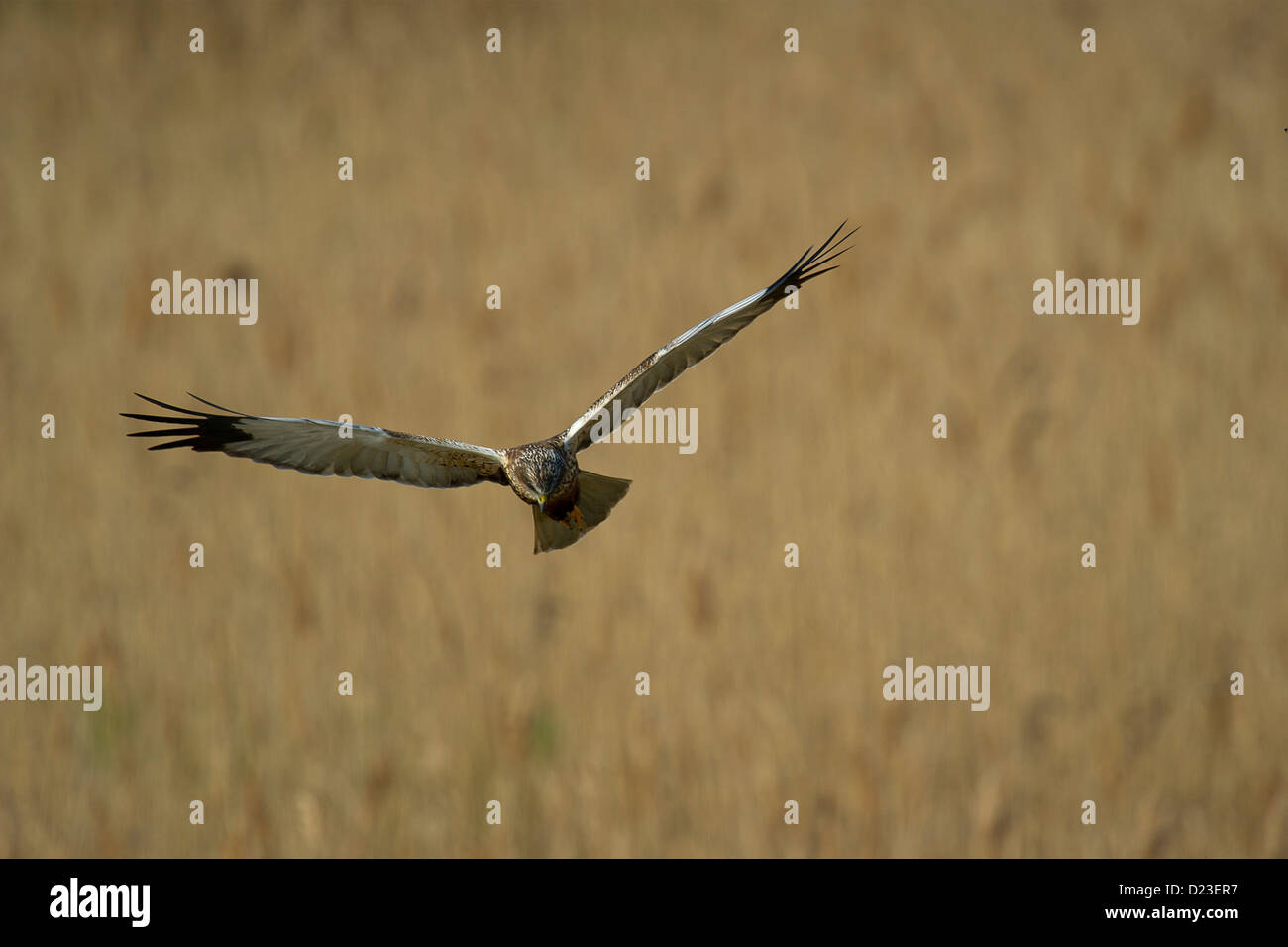 Aguilucho lagunero más cañas Foto de stock