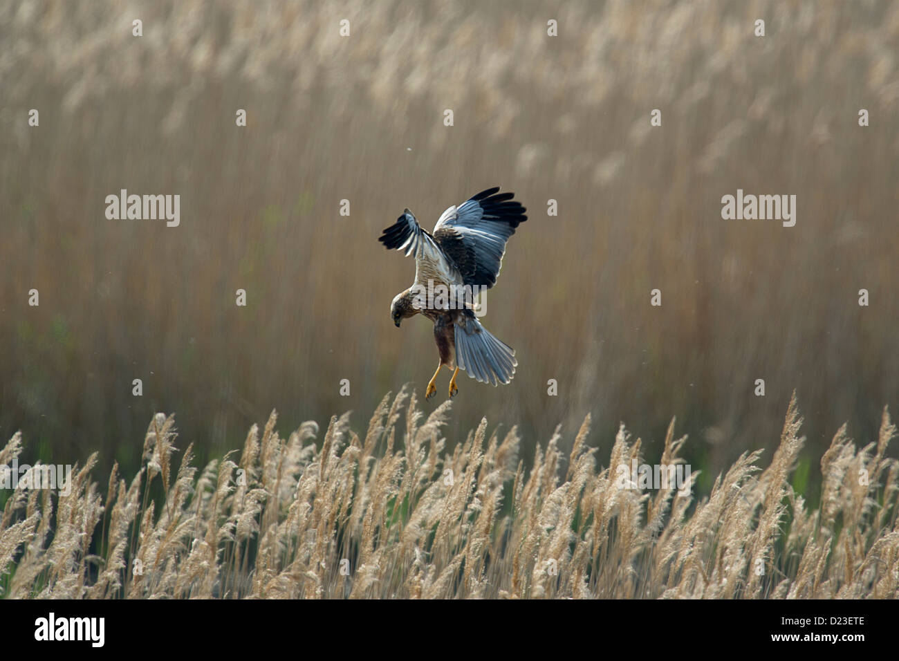 Aguilucho lagunero más cañas Foto de stock