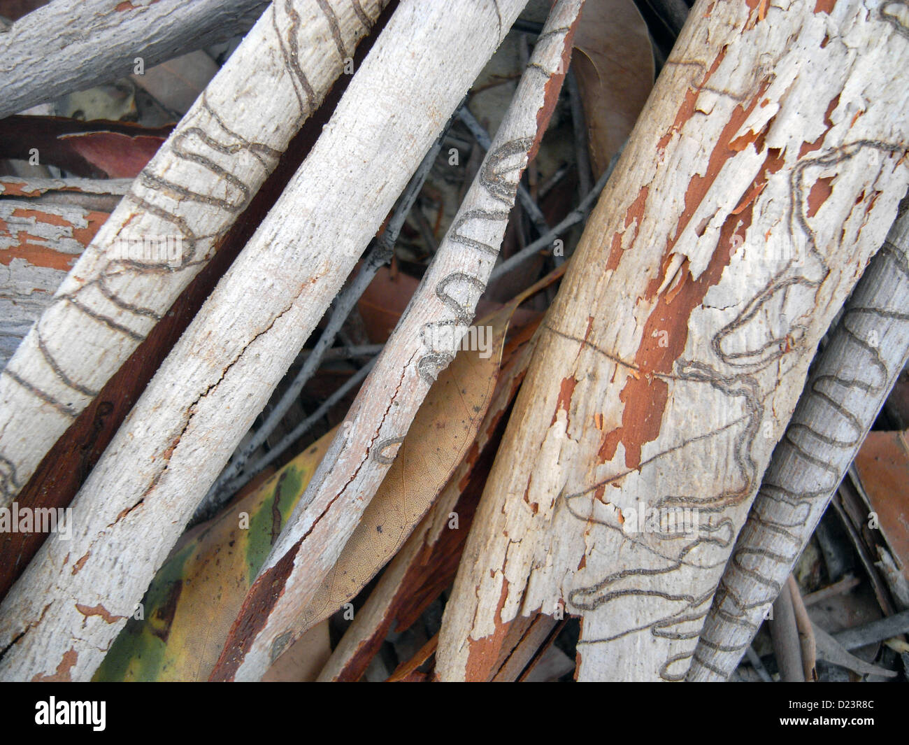 Derramó la corteza de scribbly gum (Eucalipto racemosa) entre la hojarasca, el Parque Nacional de la isla Moreton, Brisbane, Australia Foto de stock