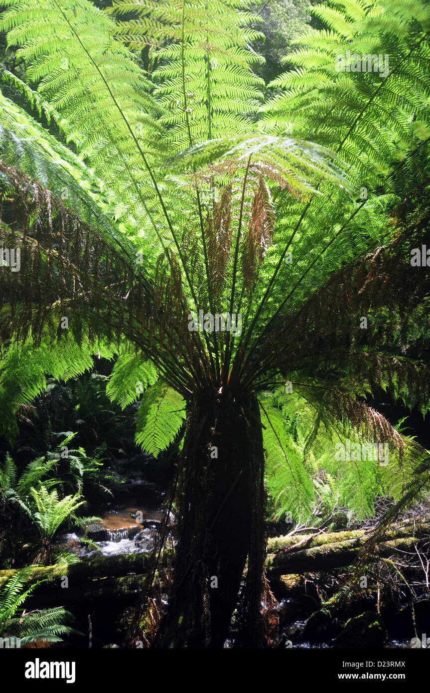 Treefern Tasmania (Dicksonia antarctica), Wild Rivers National Park, Tasmania, Australia Foto de stock