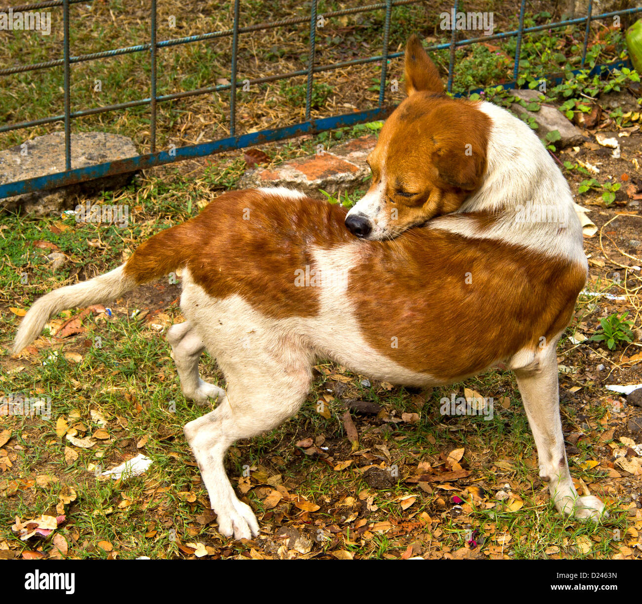 Severamente infestados por pulgas Un perro muerde EN SU PIEL PARA ALIVIAR LA IRRITACIÓN TERRIBLE Foto de stock