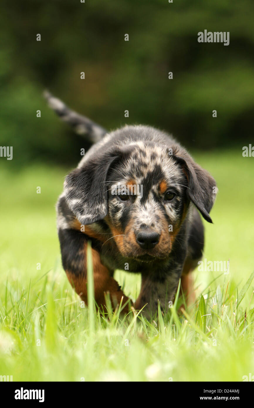 Perro Beauceron Berger De Beauce Puppy Arlequin Caminar Cara Fotografia De Stock Alamy