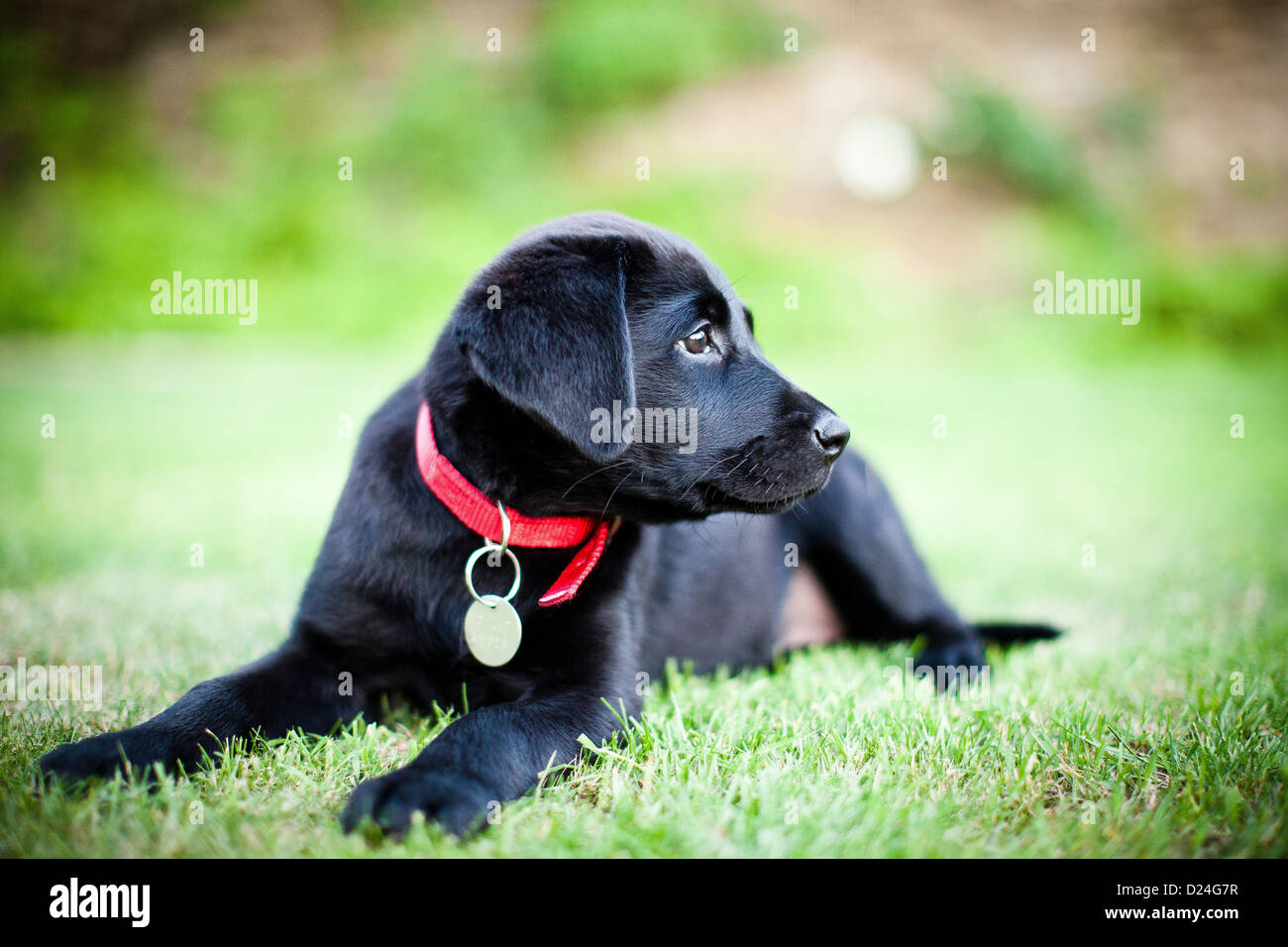 Un cachorro labrador negro con un collar rojo Fotografía de stock - Alamy