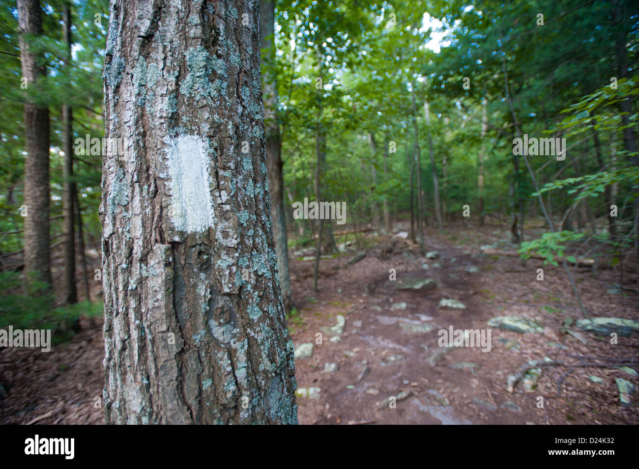 Appalachian Trail blanco marcador de árbol, Pen Mar cerca de Maryland Mason Dixon Line Foto de stock