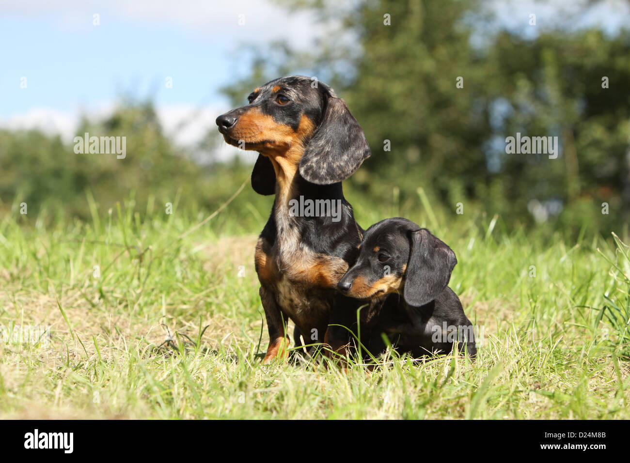 Perro Teckel Teckel shorthaired / Dackel / adulto y cachorro (Harlequin  Merle , negro y marrón) sentado en un prado Fotografía de stock - Alamy