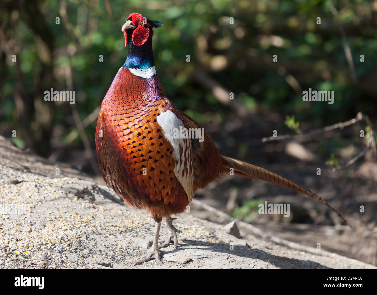 El Macho faisán común Foto de stock