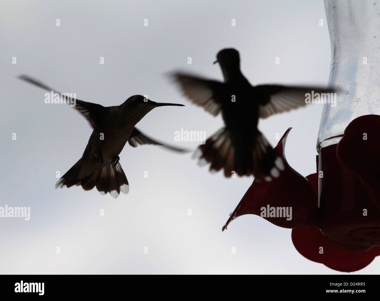 Ruby throated colibríes combatiendo en Kentucky del alimentador Foto de stock