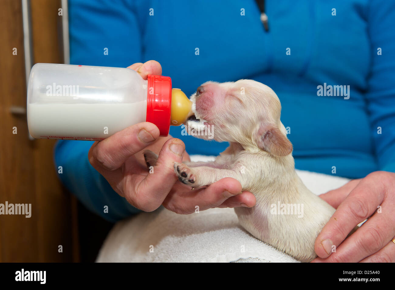 Recién nacido Cocker Spaniel cachorro ser alimentados a mano Fotografía de  stock - Alamy