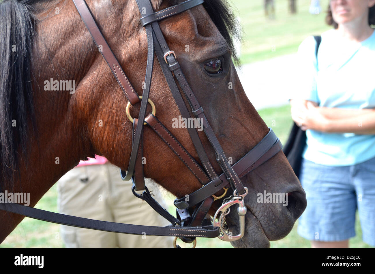 Retrato de un caballo Foto de stock