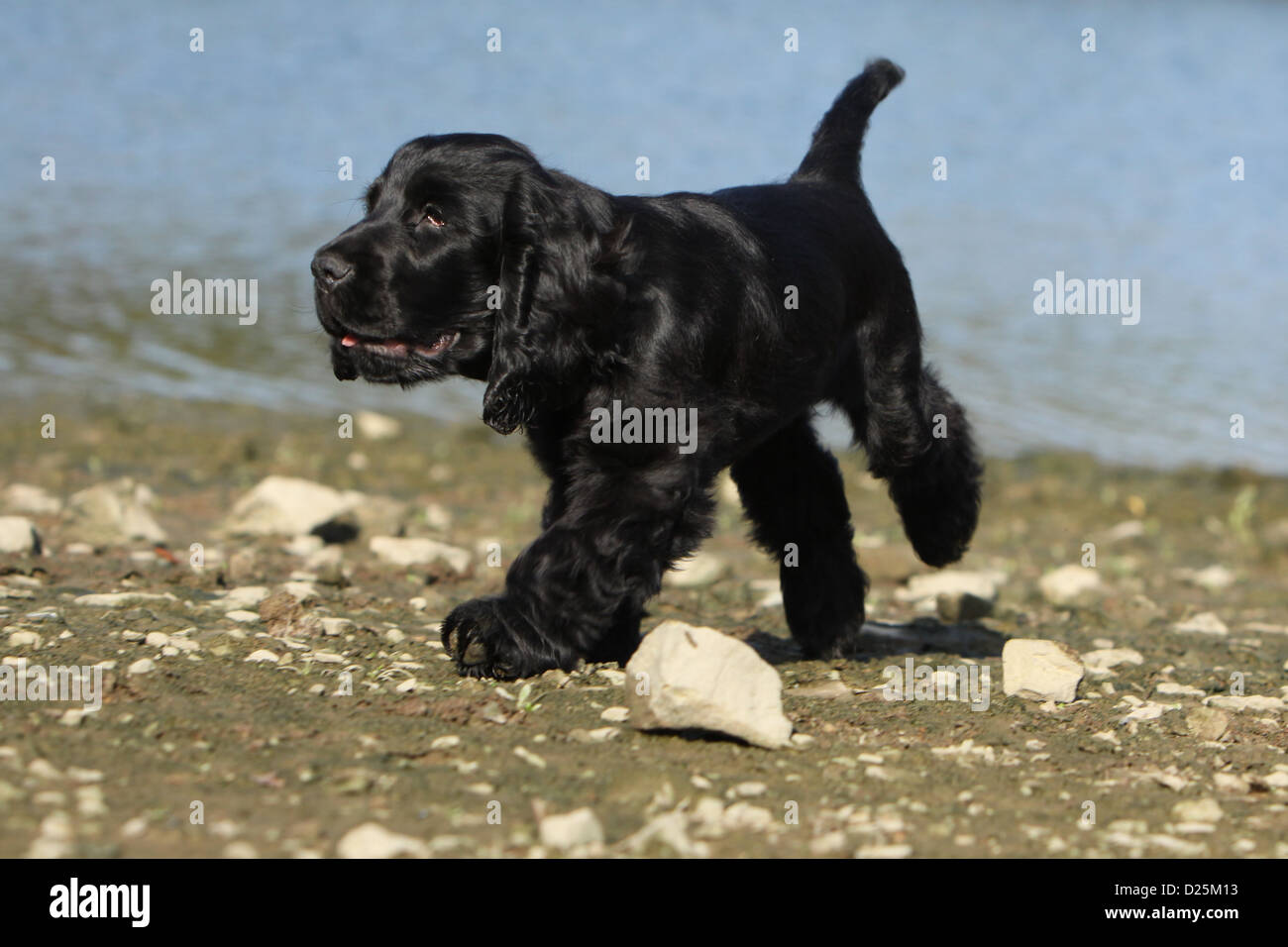 Perro Cachorro Cocker Spaniel Ingles Negro Que Se Ejecuta En El Borde De Un Lago Fotografia De Stock Alamy Perro Cachorro Cocker Spaniel Ingles Negro Que Se Ejecuta En El Borde De Un Lago Fotografia De Stock Alamy
