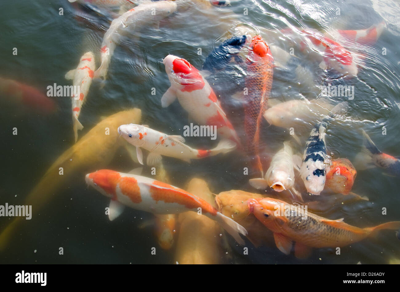 Koi japoneses nadar en agua y luchando por comida Foto de stock