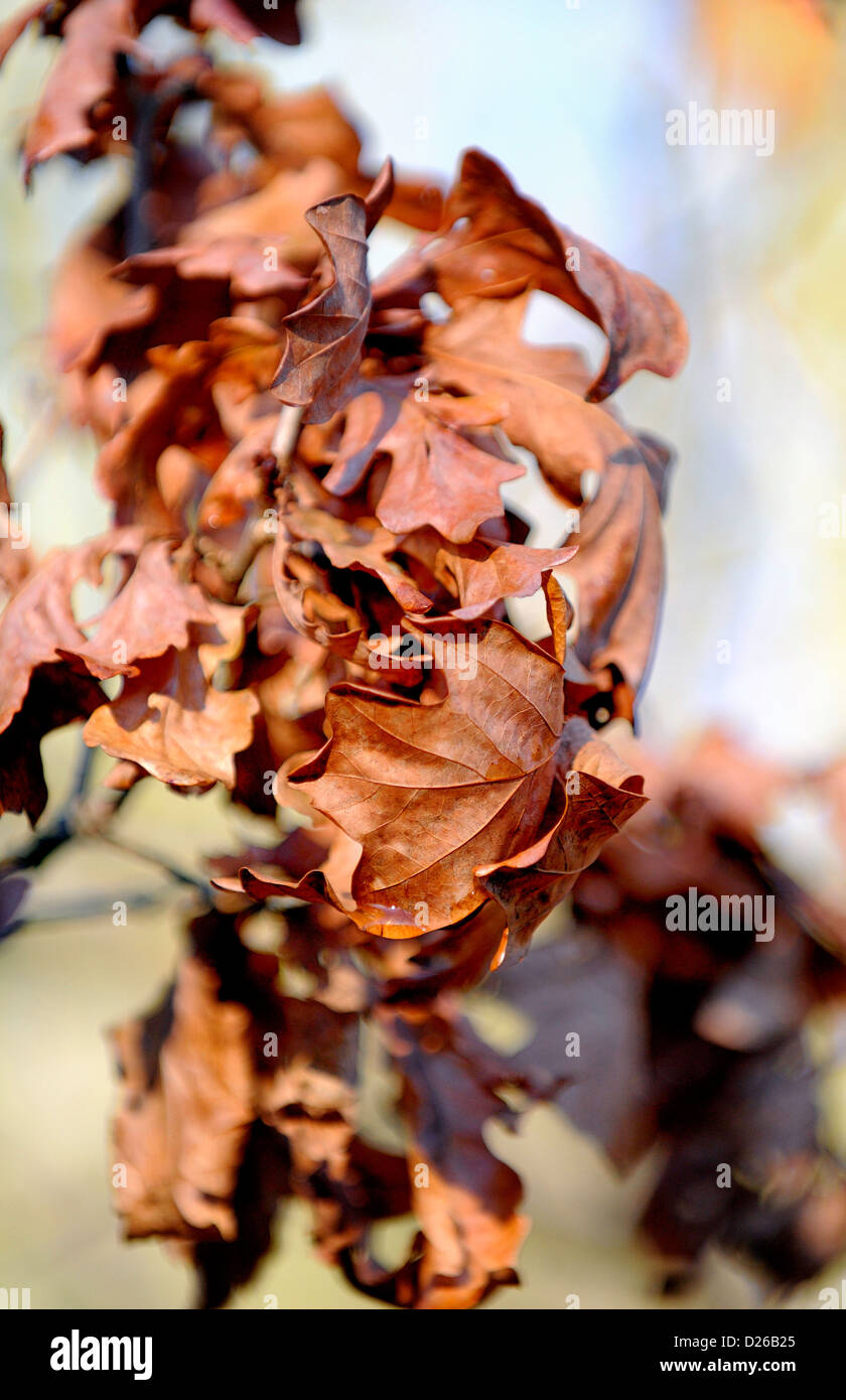 Brown y arrugadas hojas de roble Inglés aún conectado a su sucursal