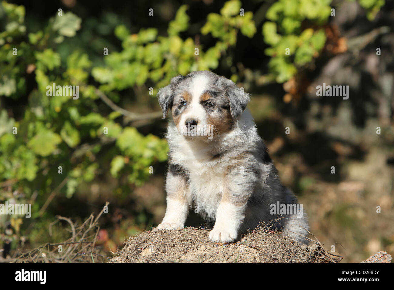 Perro Pastor Australiano / Aussie cachorro (blue Merle) pie Fotografía de  stock - Alamy