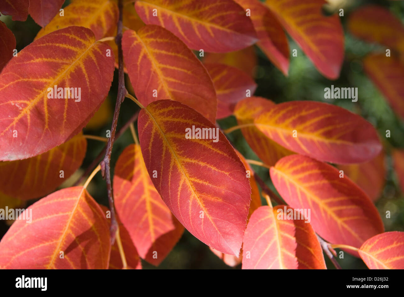 Hojas de otoño Foto de stock