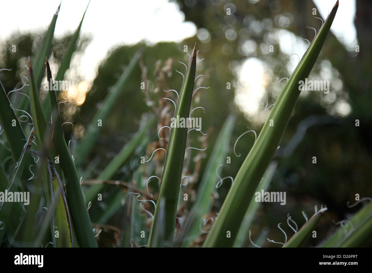 Hoja de Agave cerca Foto de stock