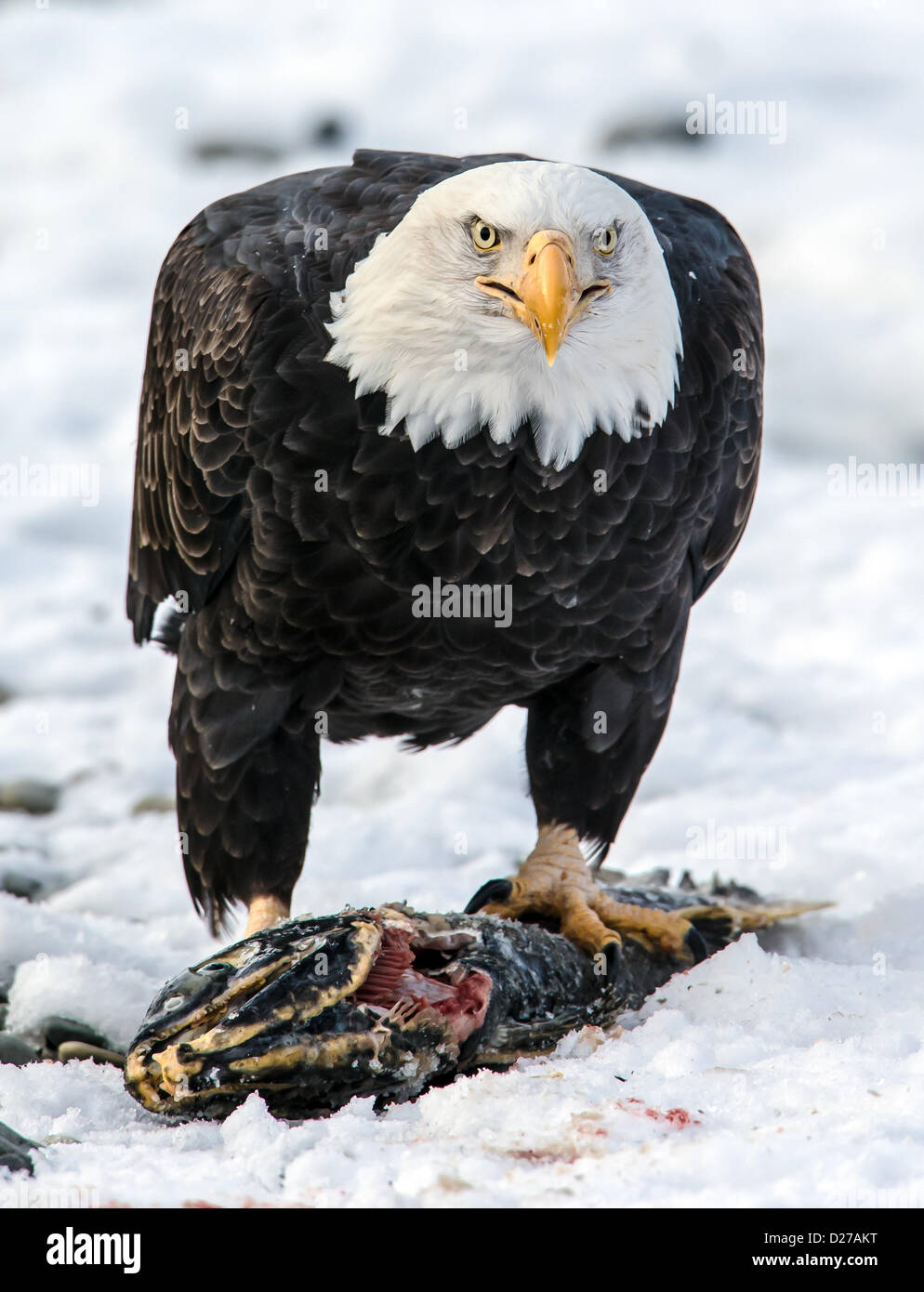 águila calva muerta fotografías e imágenes de alta resolución - Página 7 -  Alamy