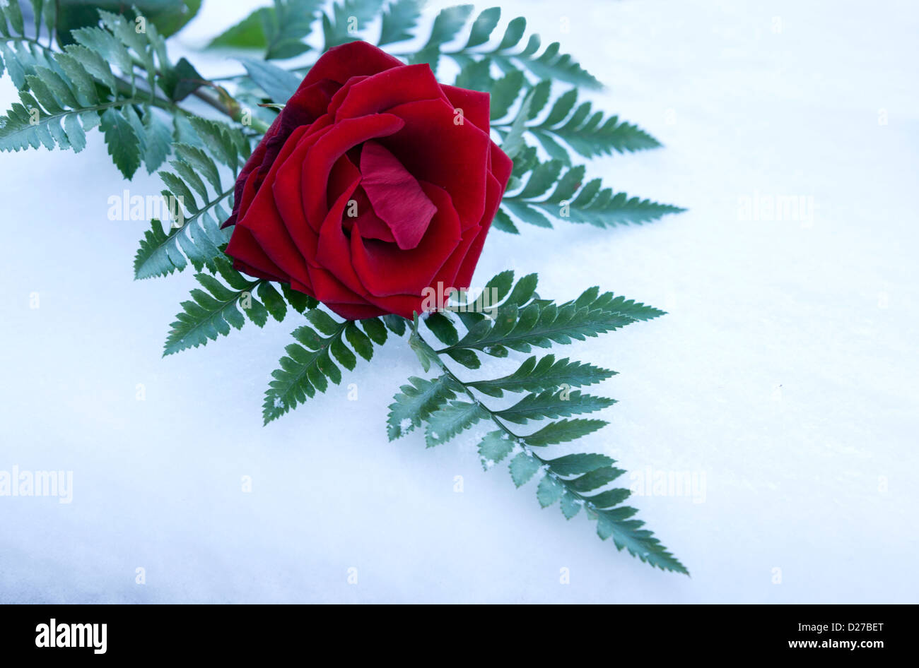 Rosa roja en la nieve para tarjetas de San Valentín Foto de stock