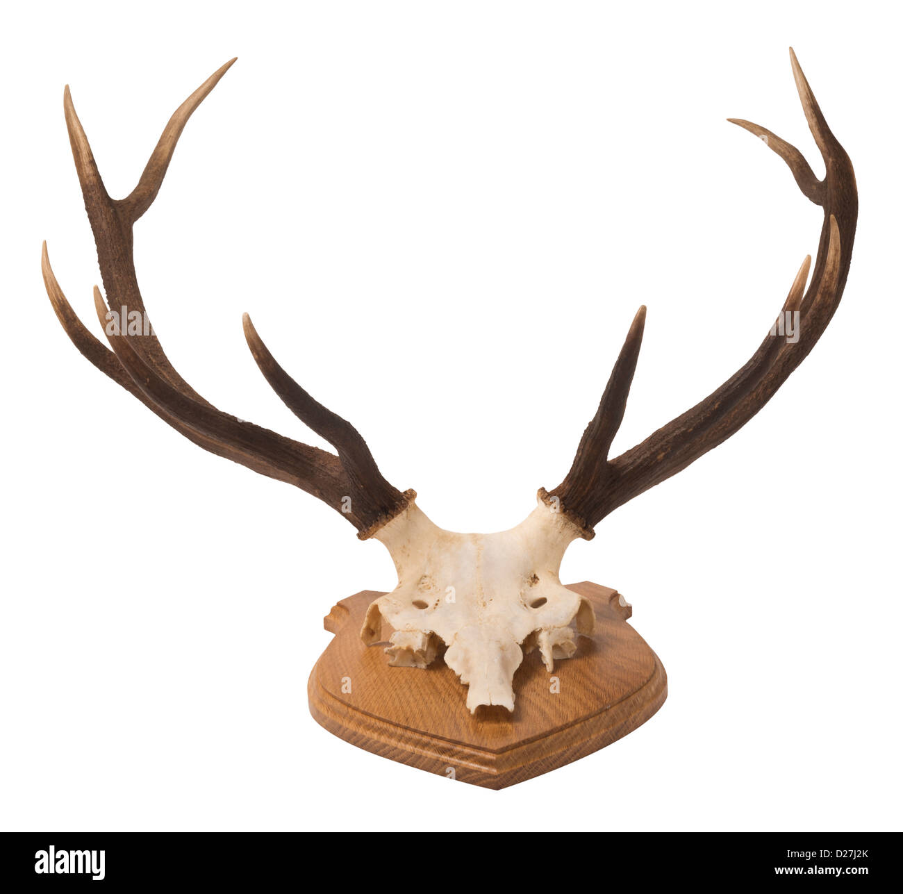 Escocés, Red Deer stags' cabeza y cornamenta; montado sobre un escudo de madera de roble. Foto de stock