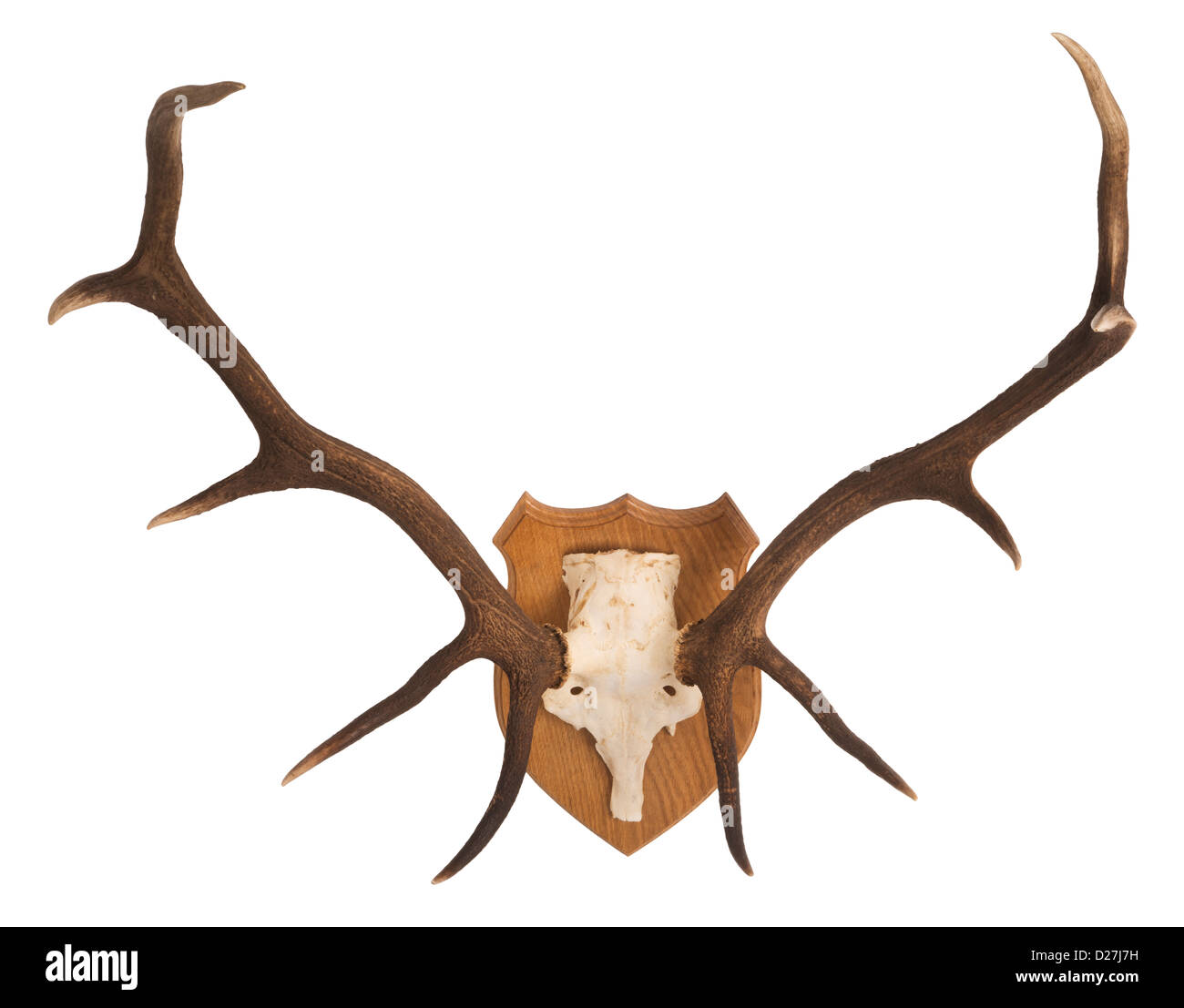 Escocés, Red Deer stags' cabeza y cornamenta; montado sobre un escudo de madera de roble. Foto de stock