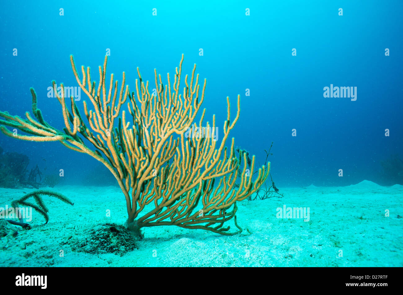 Submarino de corales blandos, Bayahibe, República Dominicana Foto de stock