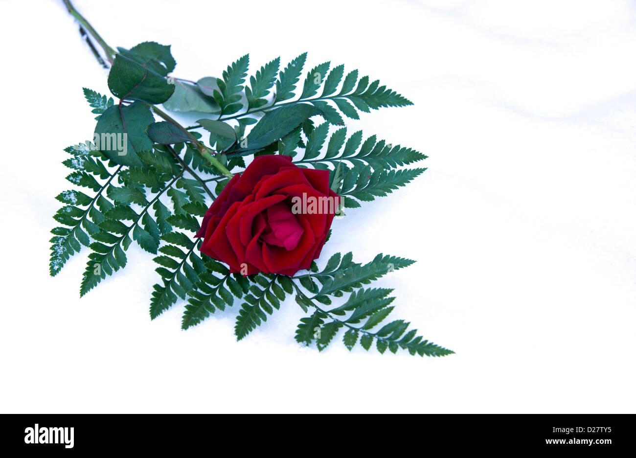 Rosa roja en la nieve para tarjetas de San Valentín Foto de stock