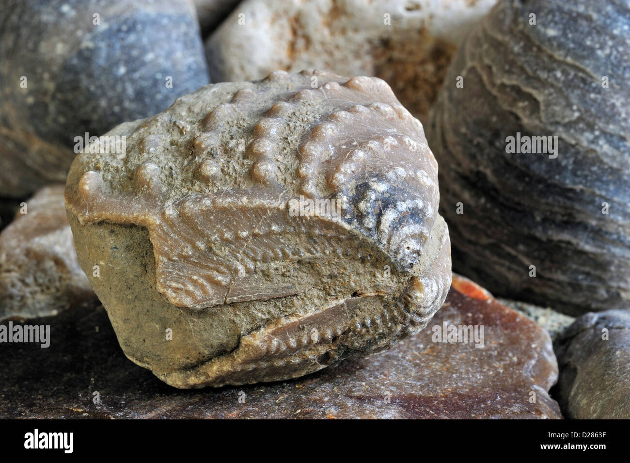 Myophorella clavellata, fósil de almeja de agua salada, molusco bivalvo  marinos encontrados en la Vaches Noires en Normandía, Francia Fotografía de  stock - Alamy